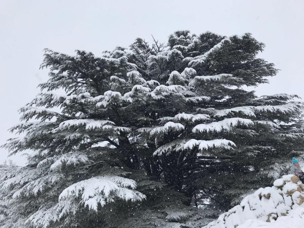 Vila CentreToni Arida Al Arz Exteriér fotografie